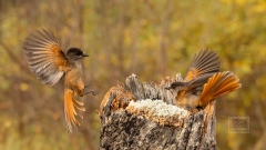 sie gehören in die Gattung der Rabenvögel