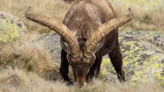 Iberischer Steinbock in der Sierra de Gredos