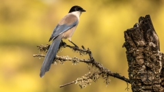 Die Blauelster