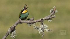 auch ich hätte ein Brautgeschenk