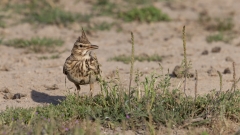 Bei uns leider weitgehend ausgestorben