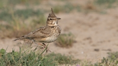 auch sie zeigt ihre Frühlingsgefühle
