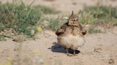 hier mit einem äusserst selten gesehenen Balztänzchen