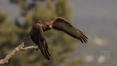 Mäusebussard