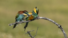 schon ist eine Partnerin da