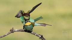 und die Hochzeit ist besiegelt