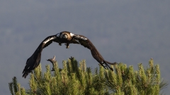 im Anflug
