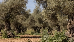 und das der Olivenhain