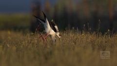 doch daneben wird eine Brutstelle erkundet.