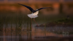 ja dann ist wohl Feierabend für mich