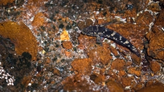 bei Ebbe