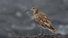 der Regenbrachvögel
