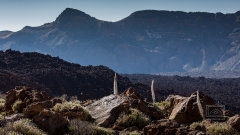 der Wildprets Natternkopf