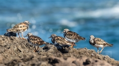 Steinwälzer sehe ich oft als Durchzüger bei uns