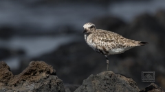 Limikole um Limikole vor dem Hotel