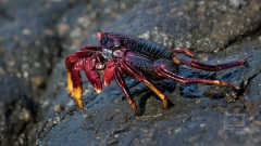 Krebse in den Klippen