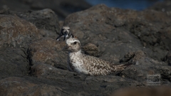 Knut und Steinwälzer