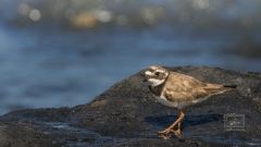ein Sandregenpfeifer