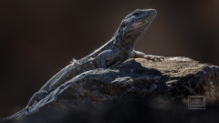 die endemische Echse faszinierte mich über die ganze Reisedauer