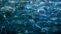 ein weiteres Loro Park Bild