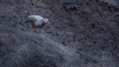 das Felsenhuhn
