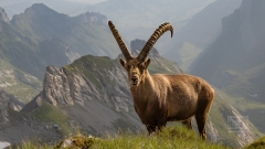Steinbock