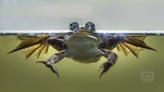 Eine Froschperspektive