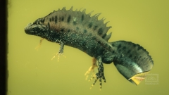 ein Kammmolch Männchen