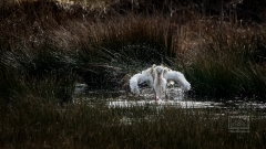 badender Weissstorch