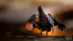Birkhahn
