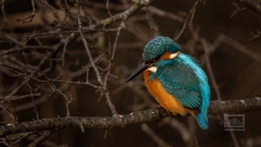 der Eisvogel