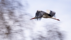 Storch im Vorbeiflug