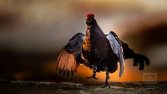 Birkhahn