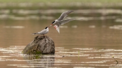 Ein Hochzeitsgeschenk
