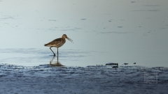 Uferschnepfe ein seltener Gast am Rhein
