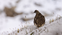 Alpenschneehuhn im Sommerkleid