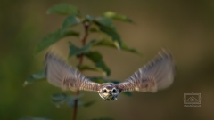 ein juveniler Neuntöter