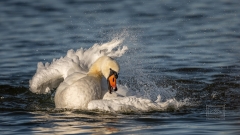 auch Tiere pflegen sich