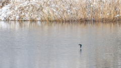 der Eisvogel