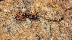 Käfer Kopula