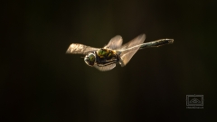 Smaragdlibelle im Flug