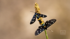 Weissfleckwidderchen