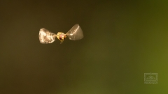 im Flug