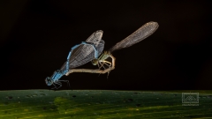 Azurjungfern