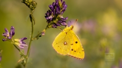 im Volksmund goldene Acht genannt