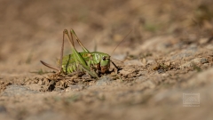 Ein Heupferd